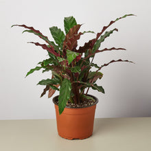 Load image into Gallery viewer, Calathea assorted 5"