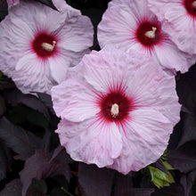 Load image into Gallery viewer, Hibiscus moscheutos 'Dark Mystery' (Rose Mallow) 3 gallon