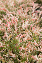 Load image into Gallery viewer, Salix integra 'Hakuro-nishiki' (Dappled Willow)