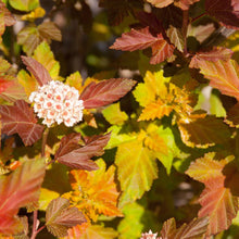 Load image into Gallery viewer, Physocarpus opulifolius Amber Jubilee (Ninebark) 3 gallon