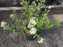 Load image into Gallery viewer, Viburnum x burkwoodii 3 gal
