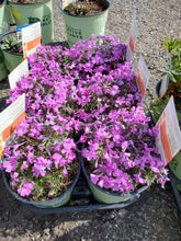 Load image into Gallery viewer, Phlox subulata (Moss Phlox) 'Spring'