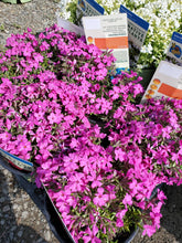 Load image into Gallery viewer, Phlox subulata (Moss Phlox) 'Spring'