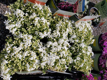Load image into Gallery viewer, Phlox subulata (Moss Phlox) 'Spring'