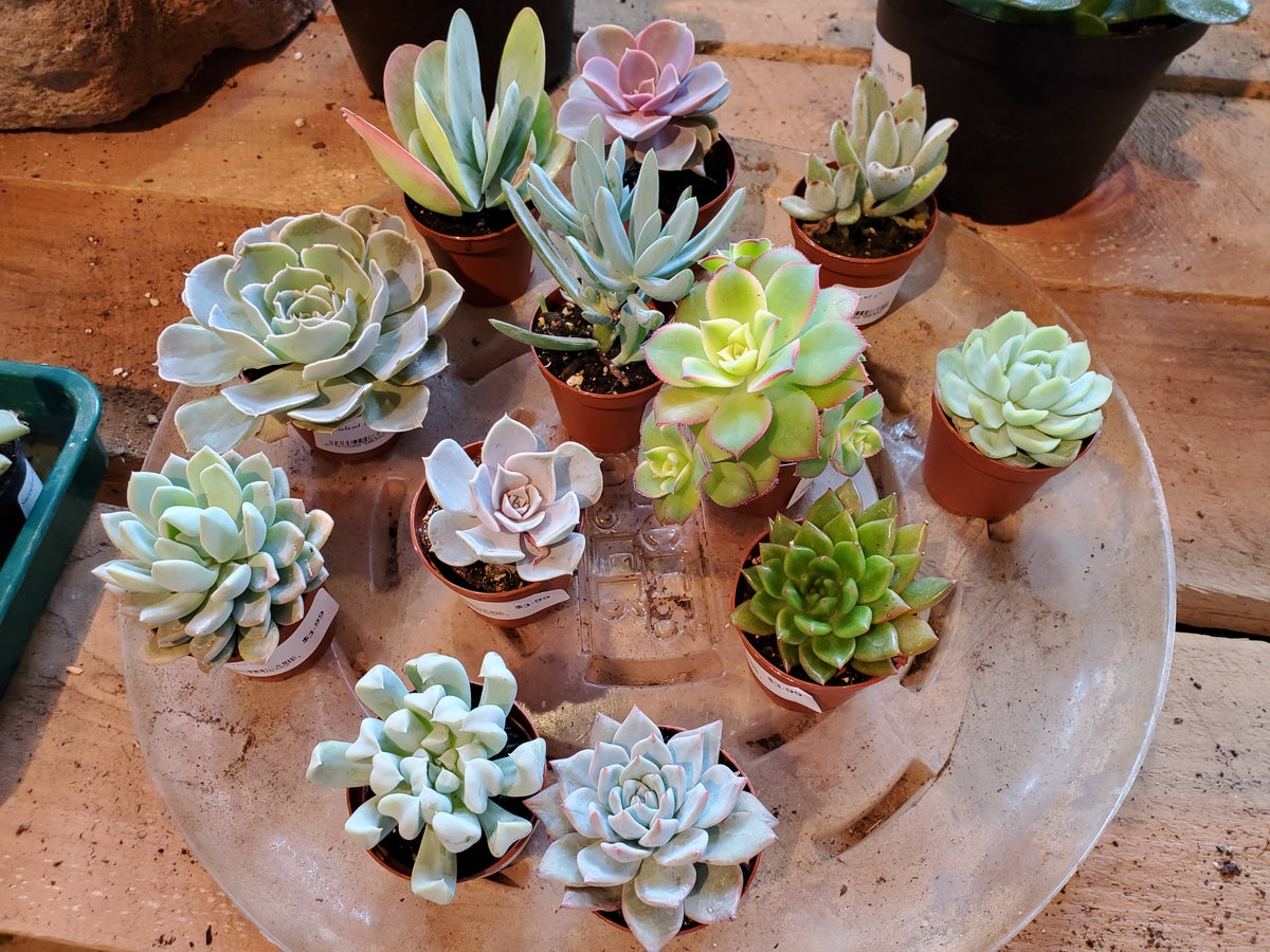 succulent lot Succulents, assorted – Phantom 2 Go