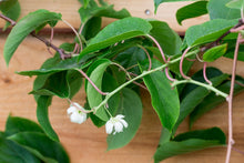 Load image into Gallery viewer, Actinidia arguta 'Issai' (Hardy Kiwi Vine) 2 gallon