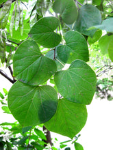 Load image into Gallery viewer, Cercis canadensis (Eastern Redbud) 10-12'