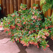 Load image into Gallery viewer, Enkianthus campanulatus 'Red Bells' (Red Bells Enkianthus) 3 gallon