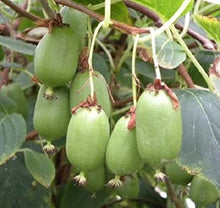 Load image into Gallery viewer, Actinidia arguta 'Issai' (Hardy Kiwi Vine) 2 gallon