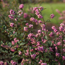Load image into Gallery viewer, Symphoricarpos First Editions® 'Candy' (Candy snowberry) 3 gallon
