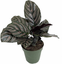 Load image into Gallery viewer, Calathea assorted 5"