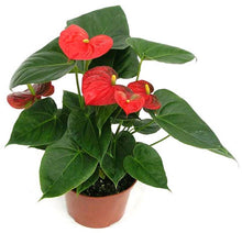 Load image into Gallery viewer, Anthurium, asst
