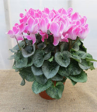 Load image into Gallery viewer, Cyclamen, assorted