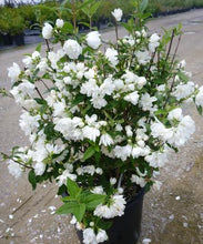 Load image into Gallery viewer, Philadelphus 'Snowbelle' (Mock Orange) 3 gallon