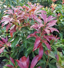 Load image into Gallery viewer, Pieris japonica 'Katsura' 2.5gallon