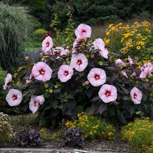 Load image into Gallery viewer, Hibiscus moscheutos 'Dark Mystery' (Rose Mallow) 3 gallon