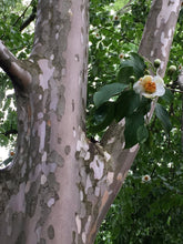 Load image into Gallery viewer, Stewartia pseudocamillia 15 gallon (Japanese Stewartia)