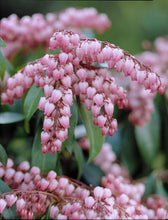 Load image into Gallery viewer, Pieris japonica 'Katsura' 2.5gallon