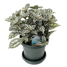 Load image into Gallery viewer, Pilea, assorted 3.5"