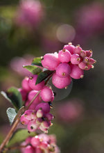 Load image into Gallery viewer, Symphoricarpos First Editions® 'Candy' (Candy snowberry) 3 gallon