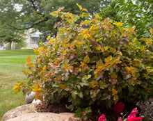 Load image into Gallery viewer, Physocarpus opulifolius Amber Jubilee (Ninebark) 3 gallon