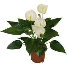 Load image into Gallery viewer, Anthurium, asst