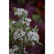 Load image into Gallery viewer, Aronia arbutifolia 'Brilliantissima' (Chokeberry) 3 gallon
