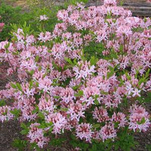 Load image into Gallery viewer, Azalea periclymenoides 2 gal