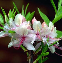 Load image into Gallery viewer, Azalea periclymenoides 2 gal