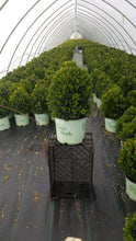Load image into Gallery viewer, Buxus (Boxwood) 'Cranberry Creek' 3 gal