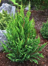 Load image into Gallery viewer, Chamaecyparis obtusa 'Filicoides' (Hinoki Cypress) 2.5 gallon