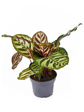 Load image into Gallery viewer, Calathea assorted 5"