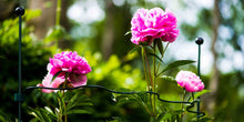Load image into Gallery viewer, Peacock Garden Support System (pieces sold separate)