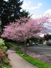 Load image into Gallery viewer, Cercis canadensis (Red Bud) 3 gal