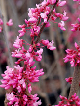 Load image into Gallery viewer, Cercis canadensis (Red Bud) 3 gal