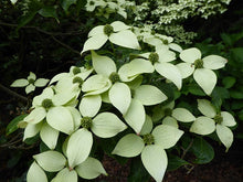 Load image into Gallery viewer, Cornus kousa 'Milky Way' (White Kousa Dogwood) 7 gallon