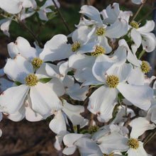 Load image into Gallery viewer, Cornus florida (Dogwood) 'Kay's Appalachian Mist' 7 gal