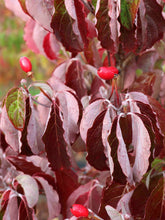Load image into Gallery viewer, Cornus florida (Dogwood) 'Kay's Appalachian Mist' 7 gal