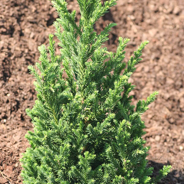 Cryptomeria japonica (Japanese Cedar) ‘Black Dragon’ 3 gallon Phantom