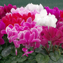 Load image into Gallery viewer, Cyclamen, assorted