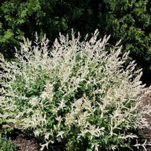 Load image into Gallery viewer, Salix integra 'Hakuro-nishiki' (Dappled Willow)