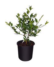 Load image into Gallery viewer, Key Lime 3 gallon