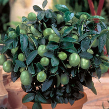 Load image into Gallery viewer, Key Lime 3 gallon