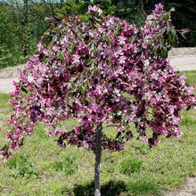 Load image into Gallery viewer, Malus (Crabapple) 'Ruby Tears', weeping 15 gal