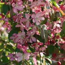 Load image into Gallery viewer, Malus (Crabapple) 'Ruby Tears', weeping 15 gal