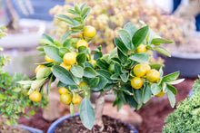 Load image into Gallery viewer, Meyer Lemon 3 gallon