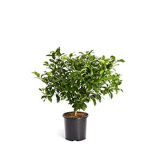 Load image into Gallery viewer, Meyer Lemon 3 gallon