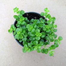 Load image into Gallery viewer, Pilea, assorted 3.5"