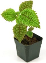 Load image into Gallery viewer, Pilea, assorted 3.5"
