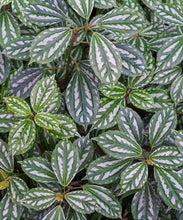 Load image into Gallery viewer, Pilea, assorted 3.5"